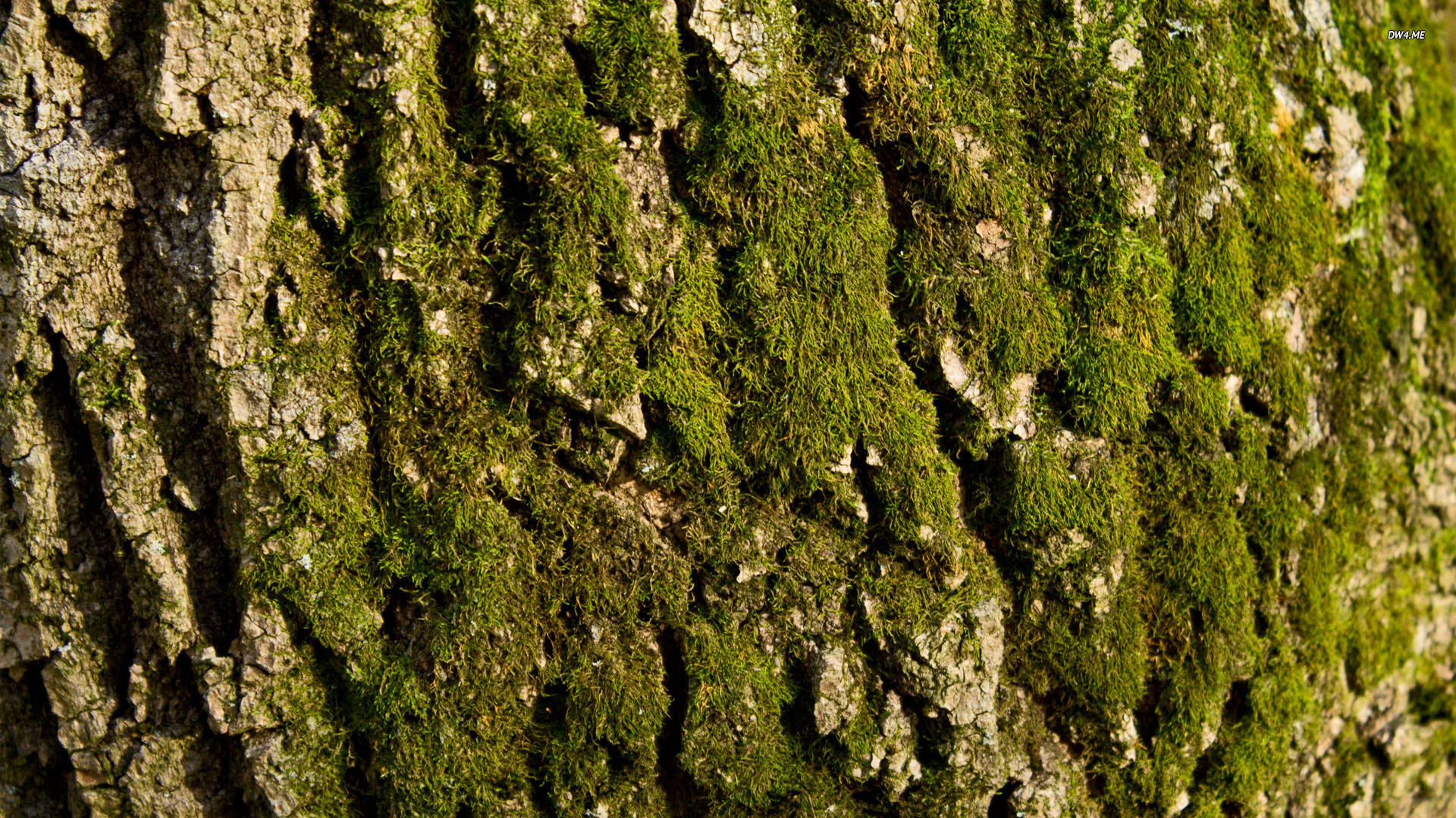 958-mossy-tree-bark-1920x1080-nature-wallpaper